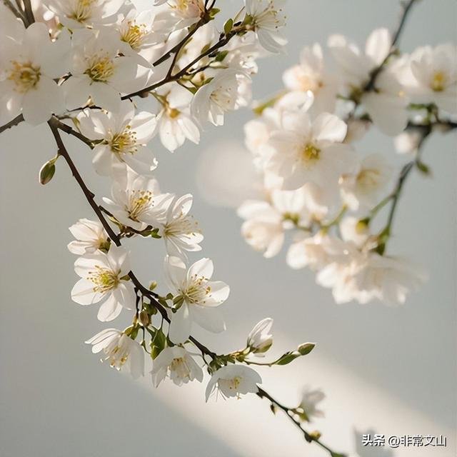 万亩齐绽放！文山这绝美景色错过等一年！