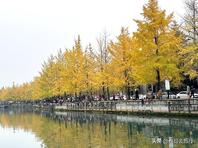 成都2公里长的银杏长廊，超级壮观，美爆了！地铁公交车可达！