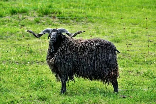 品贵南黑藏羊赏藏绣！高原有机农畜品推介会登陆成都温江