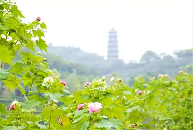 会“变脸”的花开了，醉了！去这些地方邂逅→