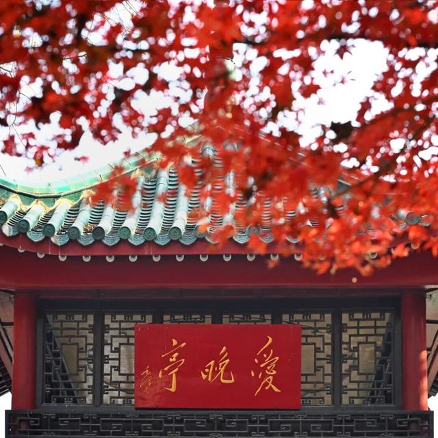 南方冬意，藏在这一亭红枫里
