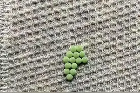 衣服上面黏附着整齐排列的绿色小球，千万别碰！图片