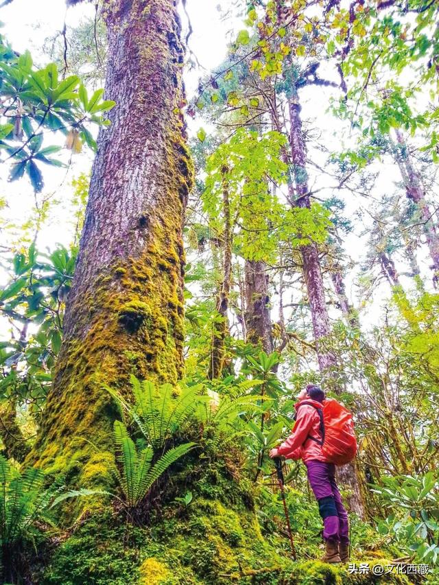 这几年最大的教训，想去西藏得趁早！
