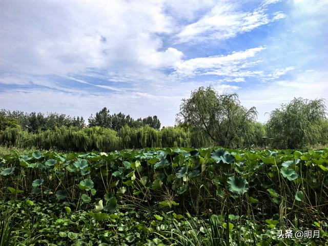 都说禹城好风光（一）