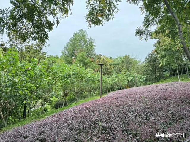 太惊艳了！北滨大道、音乐广场、太白岩、龙溪大道、南滨公园……快去→