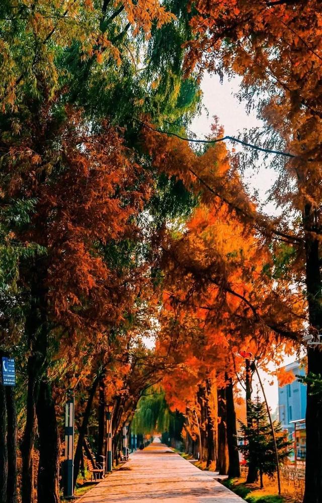 临夏的秋天，是一场金色的仪式
