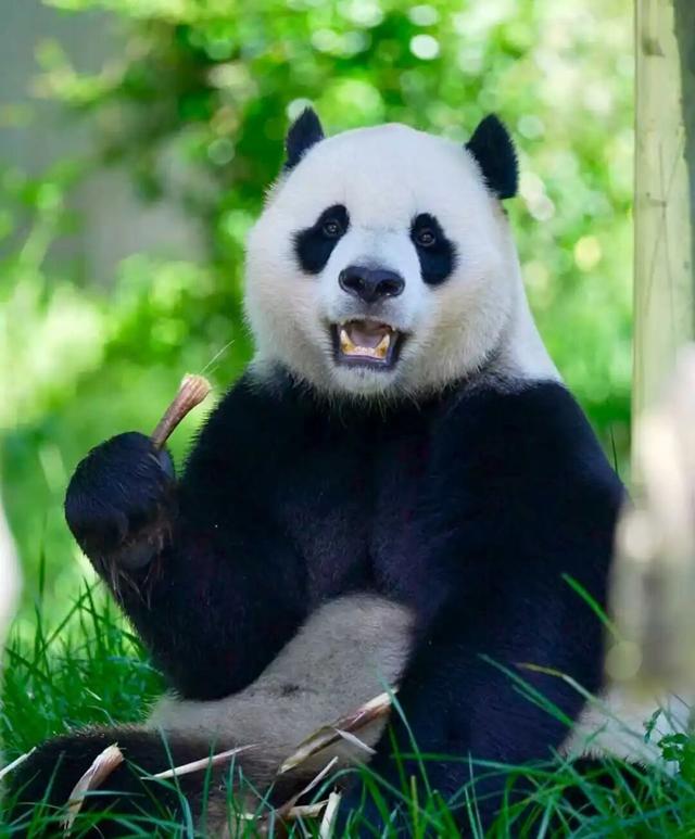 国庆自驾川西｜探秘卧龙熊猫“老家”，超全交通攻略请收好！