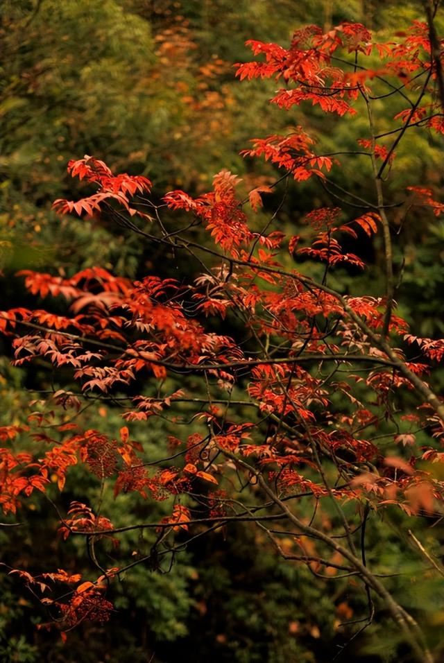 神图有了！在龙苍沟，出片还不是手拿把掐