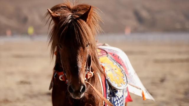 在海拔4000米的川西草原策马,体验理塘藏马,解锁高原浪漫新玩法