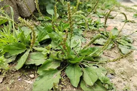 实拍30张-车前草（利尿草）图片