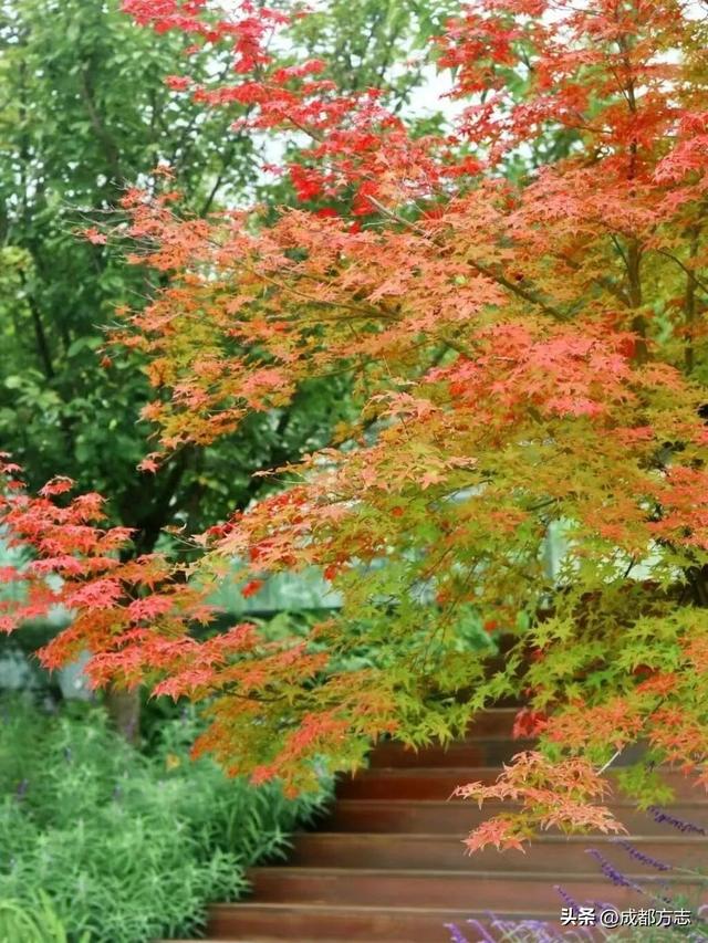 注意！这不是油画，而是成都的彩色秋天！