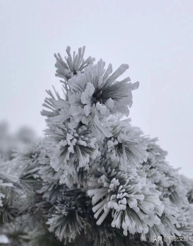 白石山雾凇，带你一秒入冬，感受冰晶玉洁的童话世界