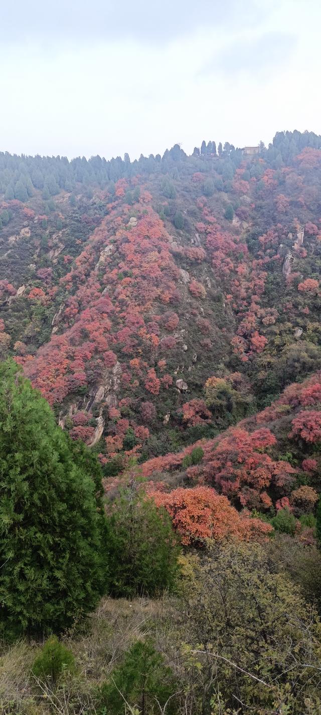 骊山红叶似火 车辆行人如织