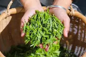 黄山毛峰3月25日开采！图片