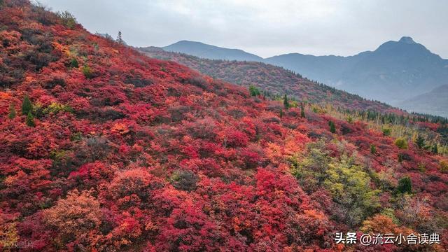 黄栌，被称为“皇帝树”，是它撑起香山红叶的美，秋天的颜值担当