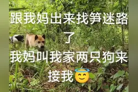 妹子找笋迷路，妈妈派家里的狗来接，狗一脸无语…接家里最没用的图片