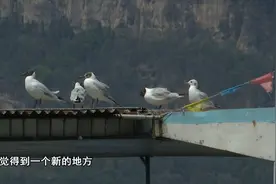 这些红嘴鸥会留在昆明，位置→图片