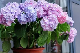绣球花品种介绍（一）图片