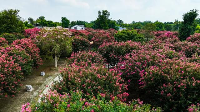 郫都这片“百日红”花海进入最美时刻！免费入园，错过等一年！