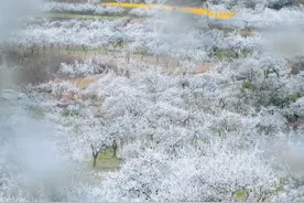 花期+路线！「追花日历」带你轻松开启赏花时刻！图片