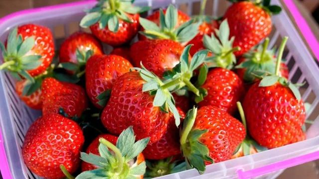 苏州本地草莓上市啦！来看这份采摘攻略