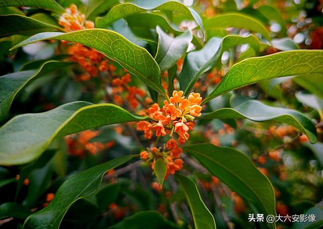 六安：丹桂飘香瓜果甜 山水美景等你来