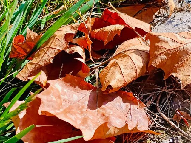 这么好看，不愧是遮阳山的秋天！