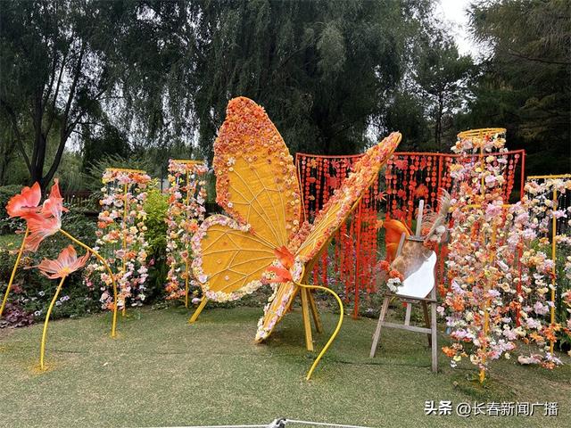 赏菊正当时！长春市百花园第三届金秋菊花展启幕