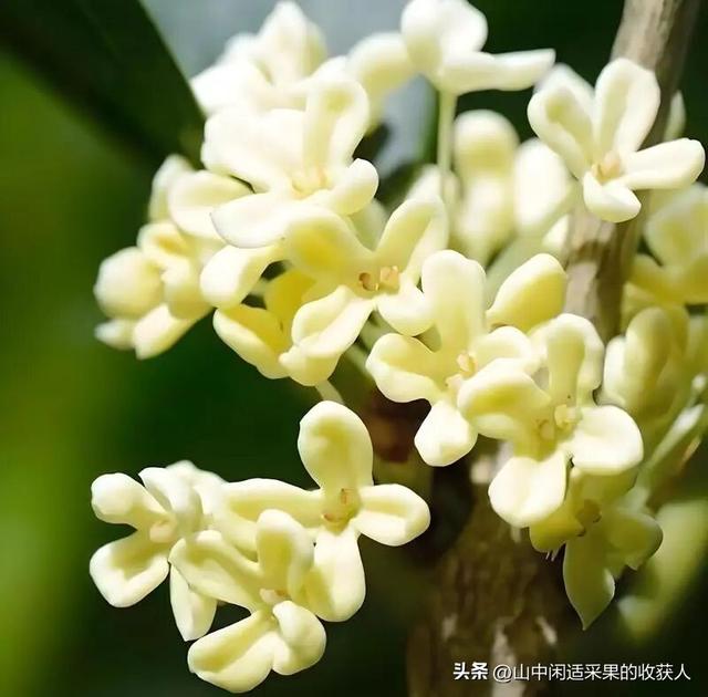 今年桂花开了吗？附近哪里可以看？