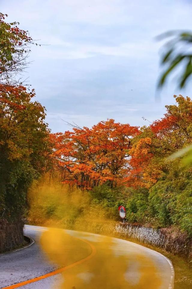 峨眉山这种级别的秋景，我愿称之为饱和度战神