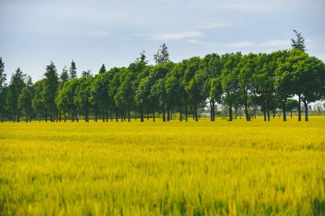 马上降温！吴中的颜色要变了！