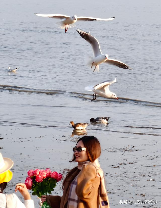 深圳湾观鸟：海舞鸟歌映盛世