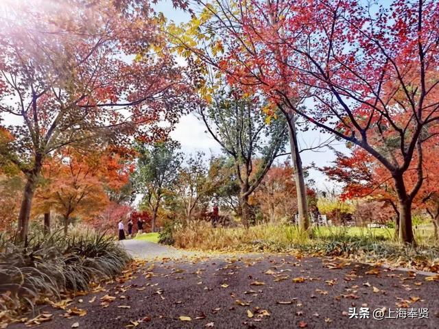 奉贤的秋天，才是上海隐藏的“顶流”！