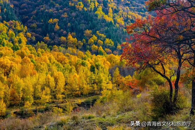 【秋日青海】别错过，夏末初秋，青海正在“换装”中！