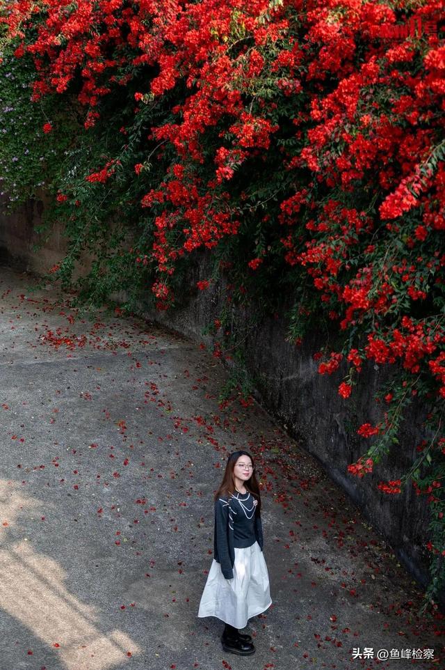 柳州下“花”了！粉色花海铺满人行道，还有“红色瀑布”超出片~回暖在这天→