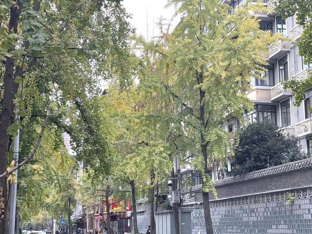 【美丽四川】寒冬将至 银杏初黄