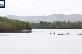 肯尼亚红树林“重生记”：失去20%覆盖面积后的绿色守望图片