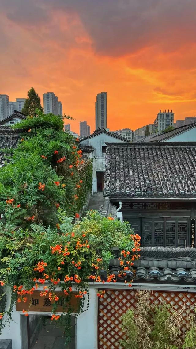夏日限定凌霄花！带上这份指南来打卡