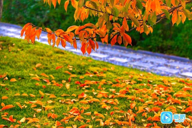 在潍坊汶河岸边，来一场最美的遇见！