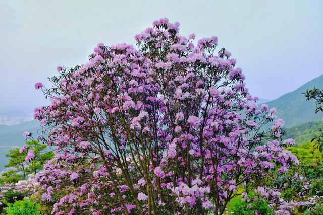 还看映山红？安徽大别山深处万株野生映山蓝正开，免费的蓝紫梦境