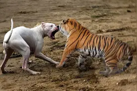 将10只凶猛的比特犬，和一只野生东北虎关在一起，结局会如何？图片