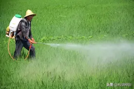 草甘膦和草铵膦你用对了吗？二者用错了小心庄稼绝收图片