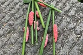 别碰这种粉红色“水草花”：福寿螺进入繁殖旺季 寄生虫多达6000条图片