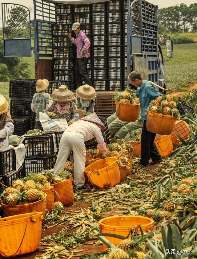 中国大陆最南端：35万亩菠萝海美过普罗旺斯，却是广东最穷县。