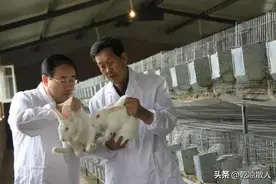 中国人将兔子赶到沙漠，不仅帮当地人赚大钱，还让沙漠变成绿洲？图片