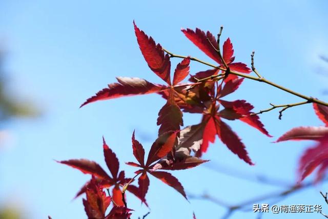 如东的秋天，都藏在这里了→