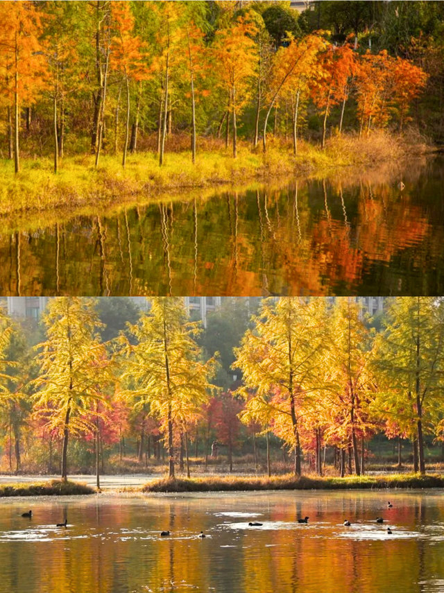 初冬必去，这里的水上彩林美成油画！