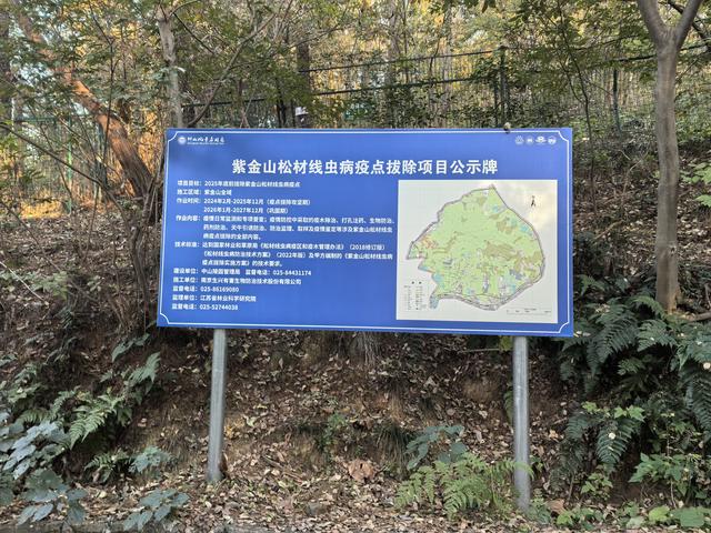 南京紫金山郊野徒步