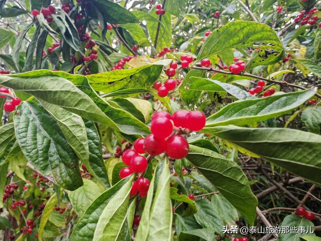 泰安：泰山脚下有一个“神仙地段”，不足1平方公里，竟有9个景观