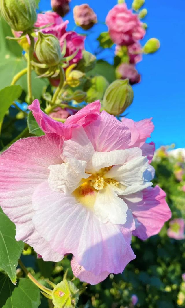冬日“顶流”大片盛开!超级出片→